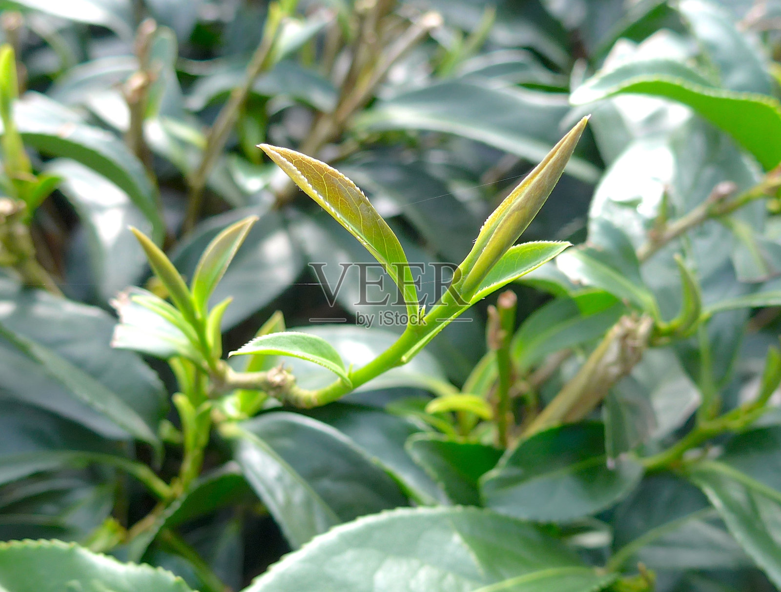在农场种植茶叶照片摄影图片