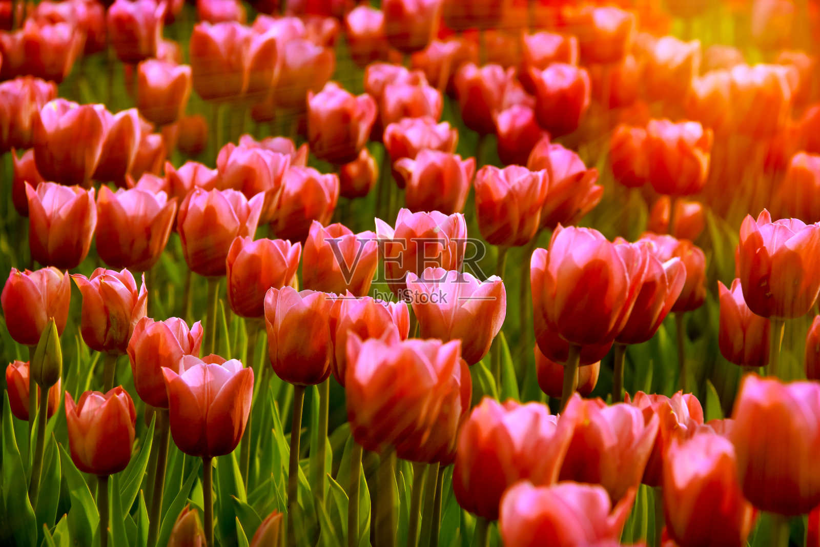 郁金香在花园里和阳光一起开花照片摄影图片