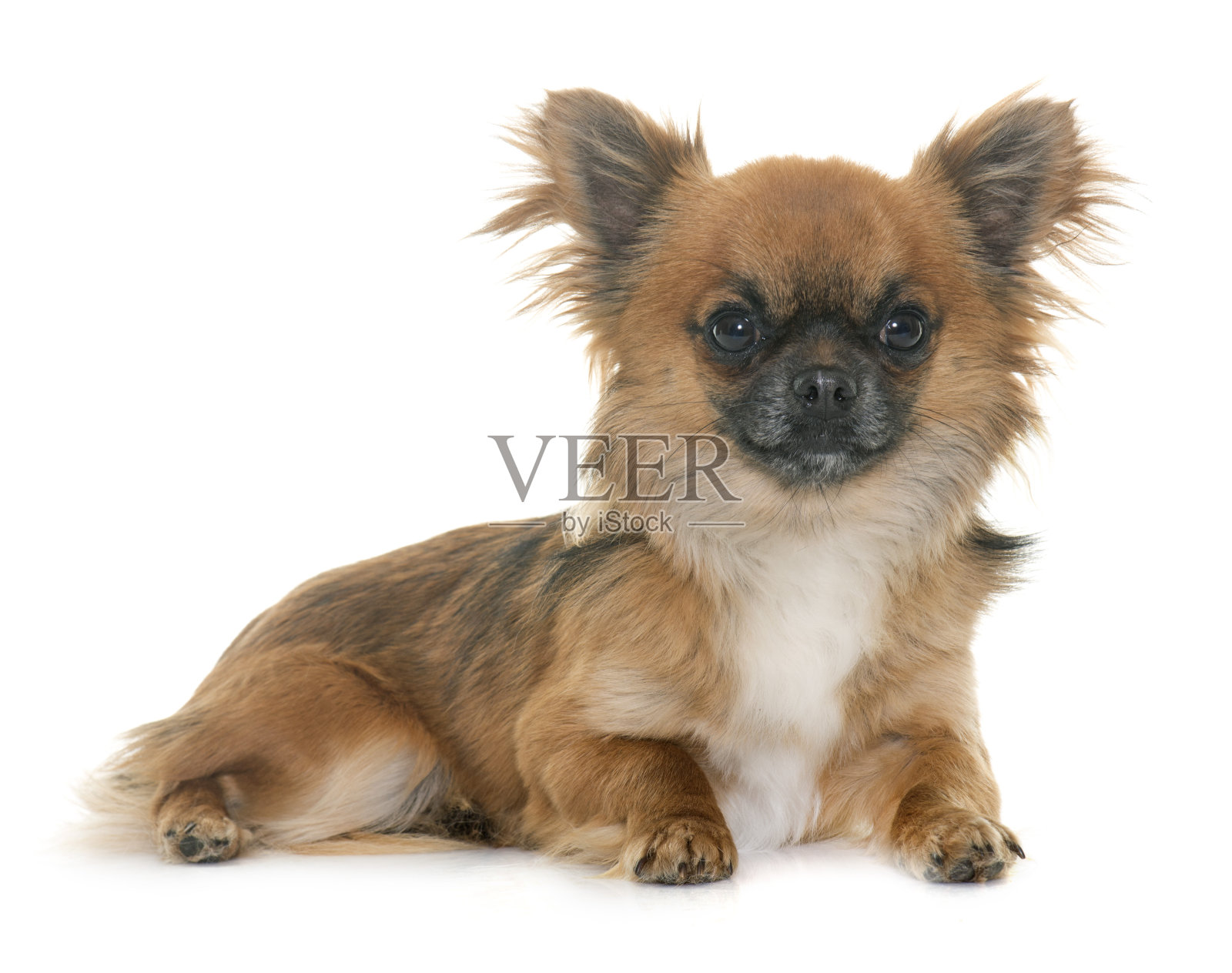 吉娃娃在工作室照片摄影图片