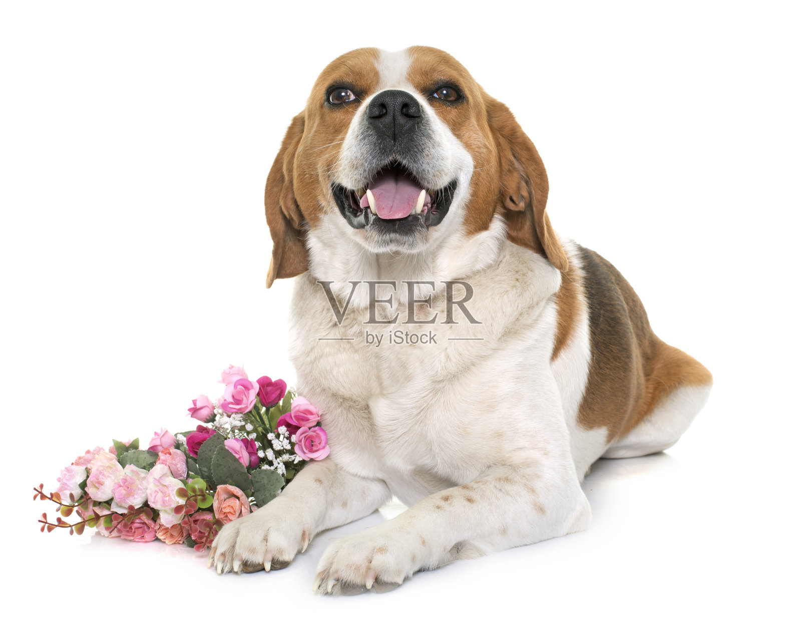 小猎犬在工作室照片摄影图片