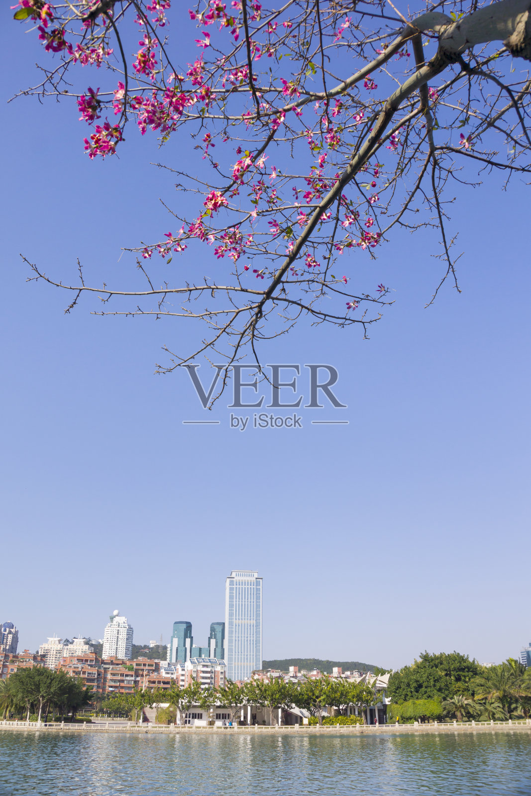 花卉与城市建设照片摄影图片