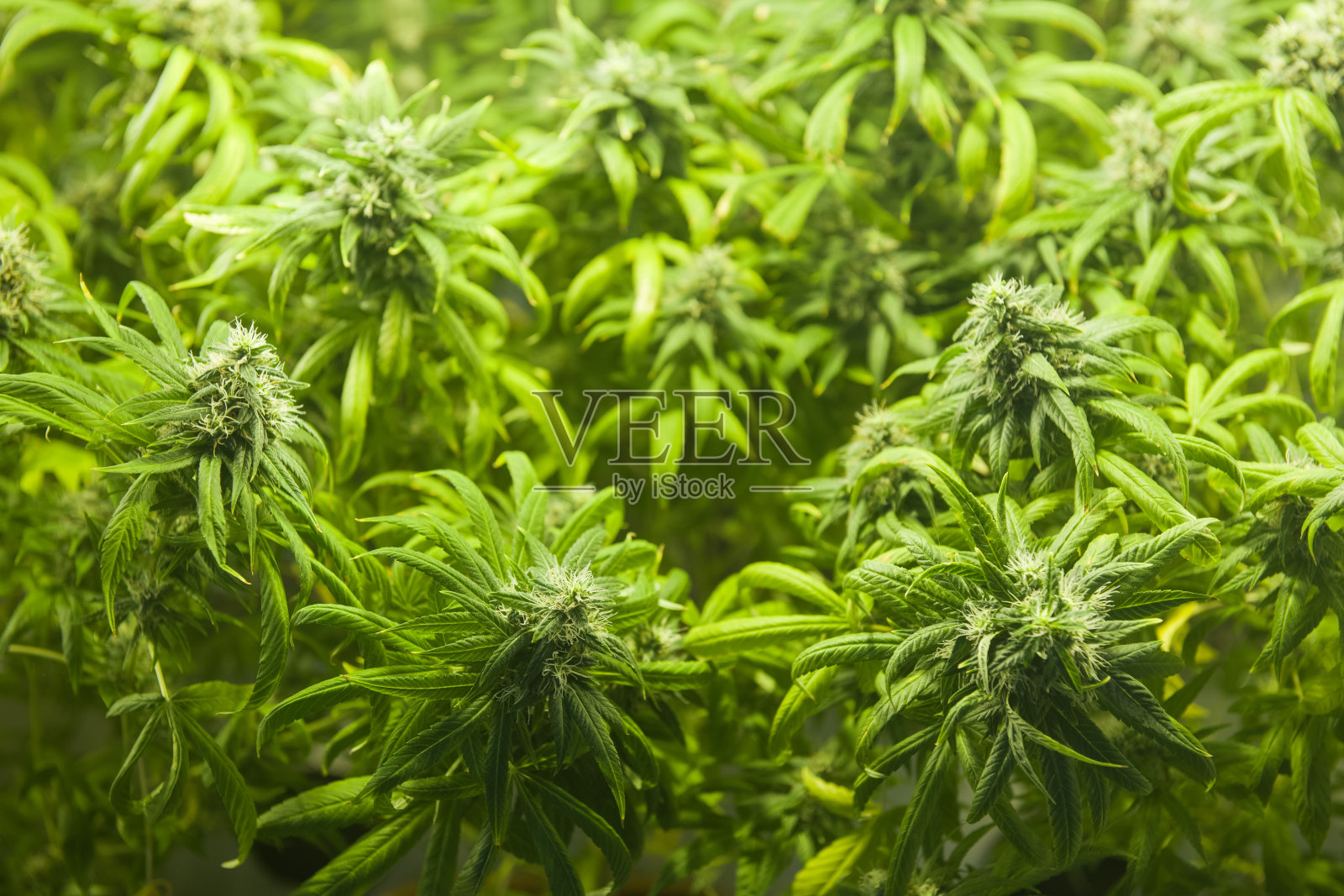 大麻植物与花在室内室内种植照片摄影图片