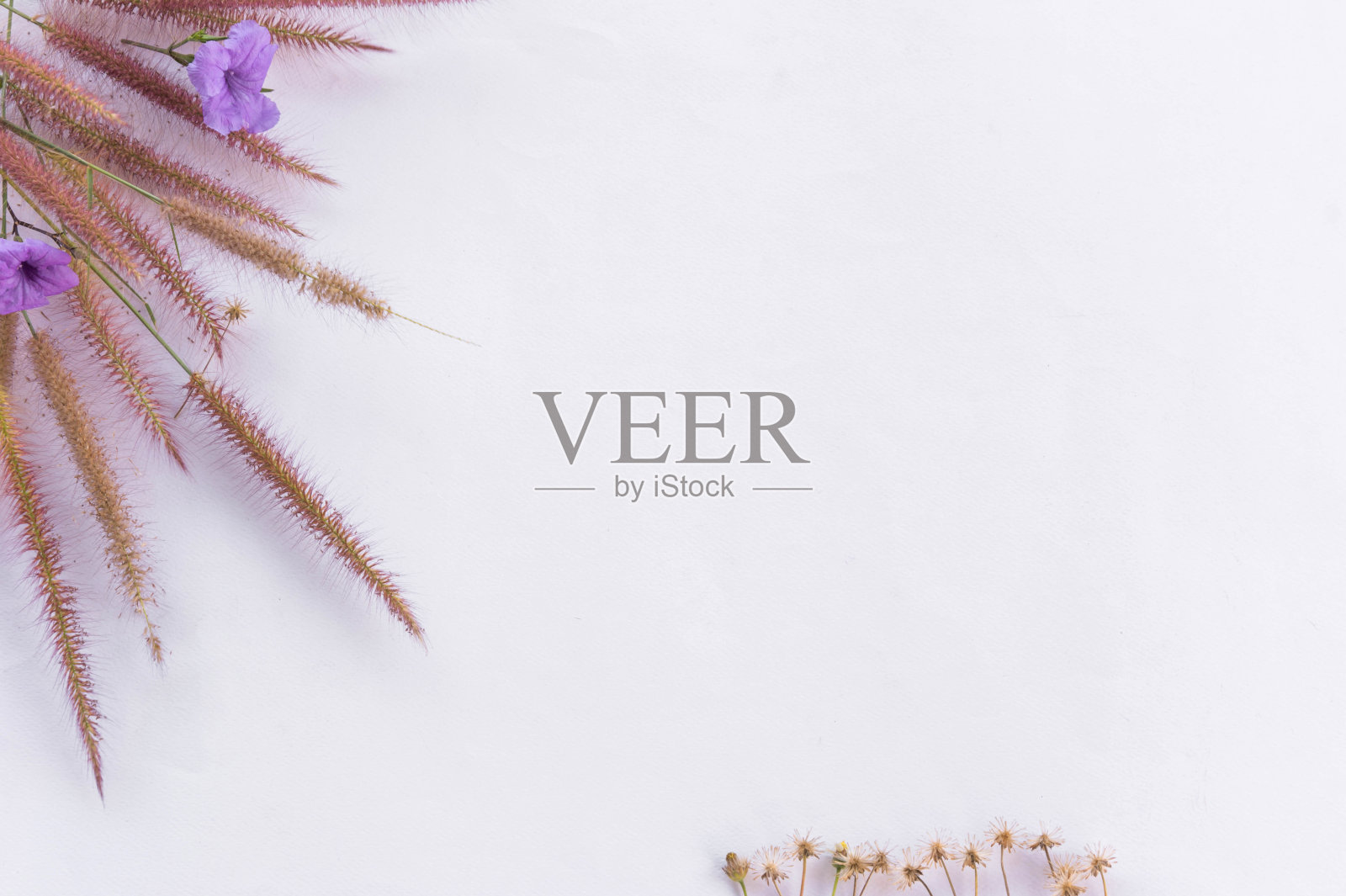 草花文字框架照片摄影图片