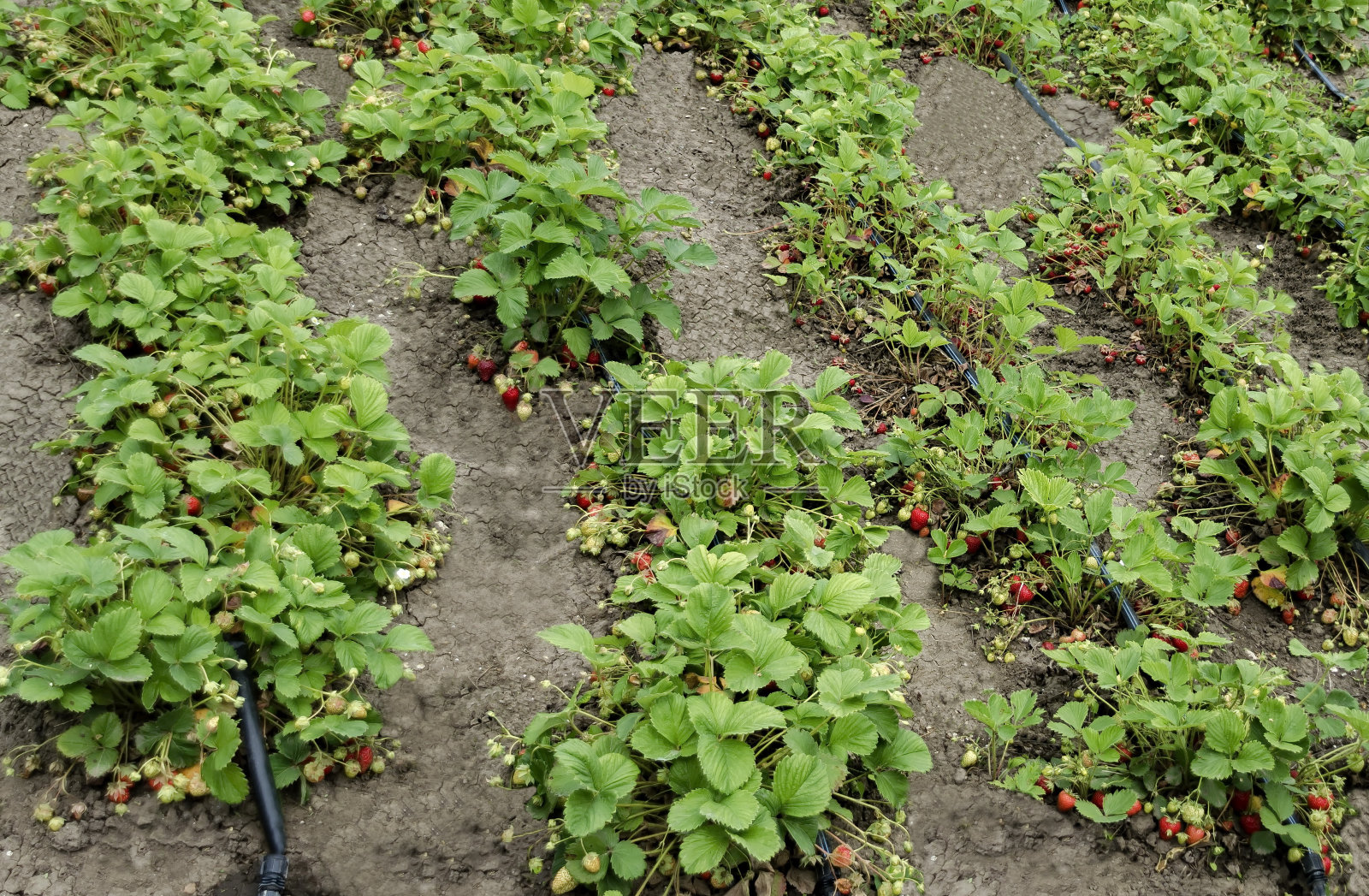 草莓有机种植及灌溉技术照片摄影图片