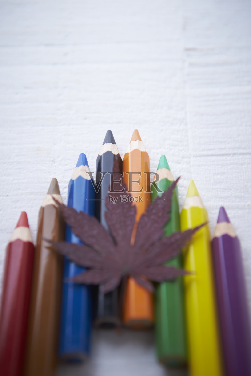 彩色铅笔用枫叶照片摄影图片