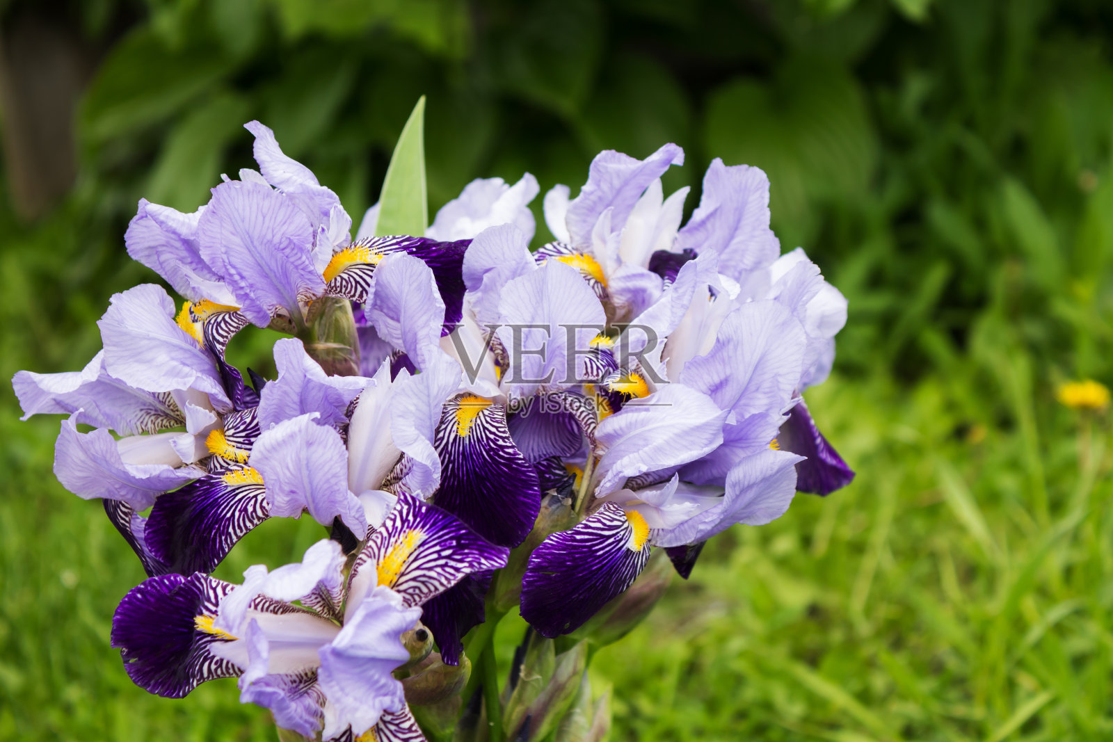 模糊的草地背景上的一束紫色的鸢尾花照片摄影图片