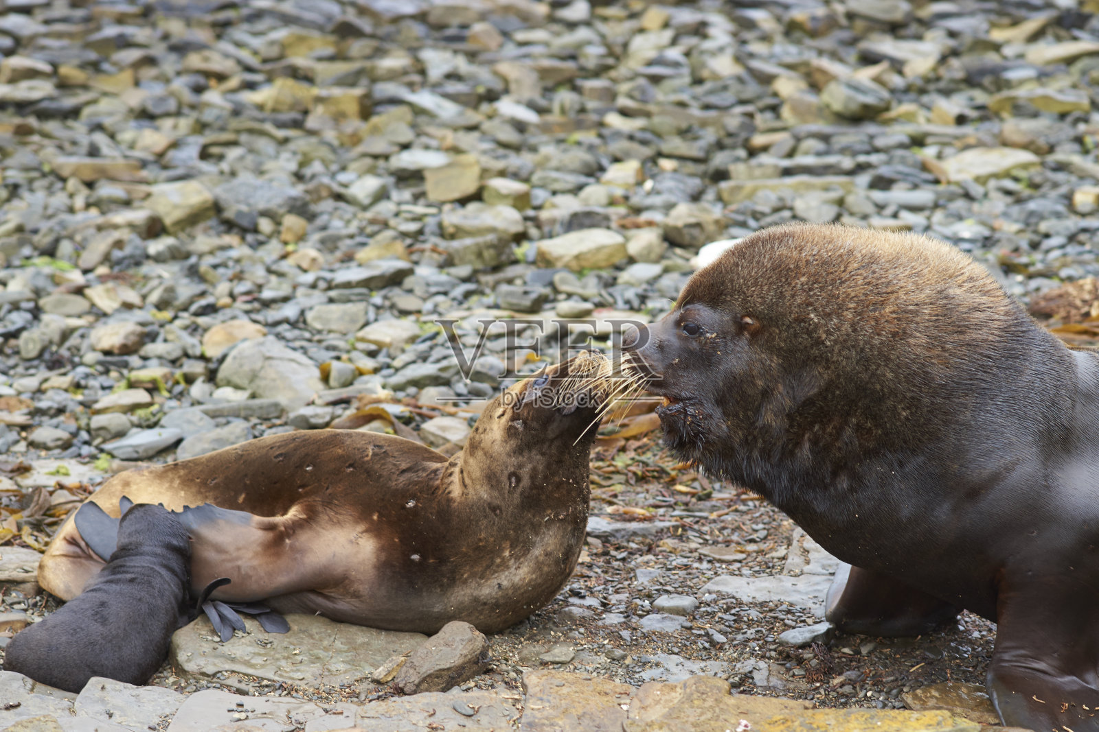 福克兰群岛的海狮照片摄影图片