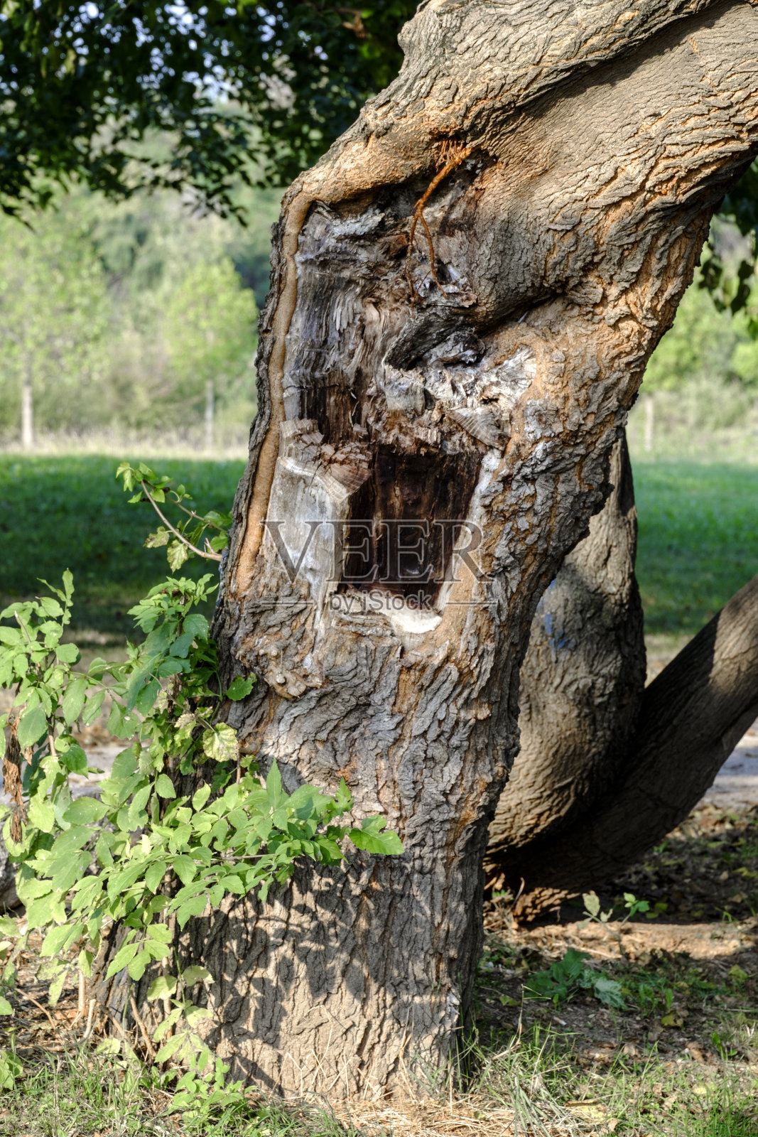 米兰(意大利):北帕克，一棵弯曲的树照片摄影图片