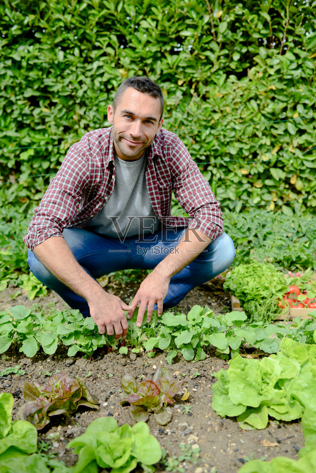 英俊的年轻园丁种植有机生物蔬菜照片摄影图片