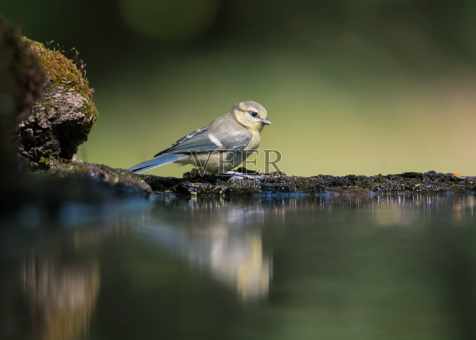 鸟在森林照片摄影图片