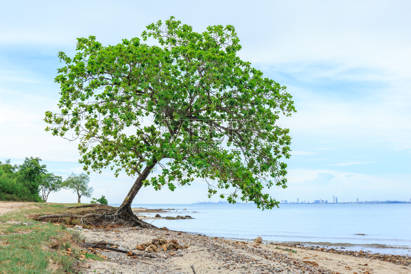 泰国热带海岸上的大印度杏树照片摄影图片