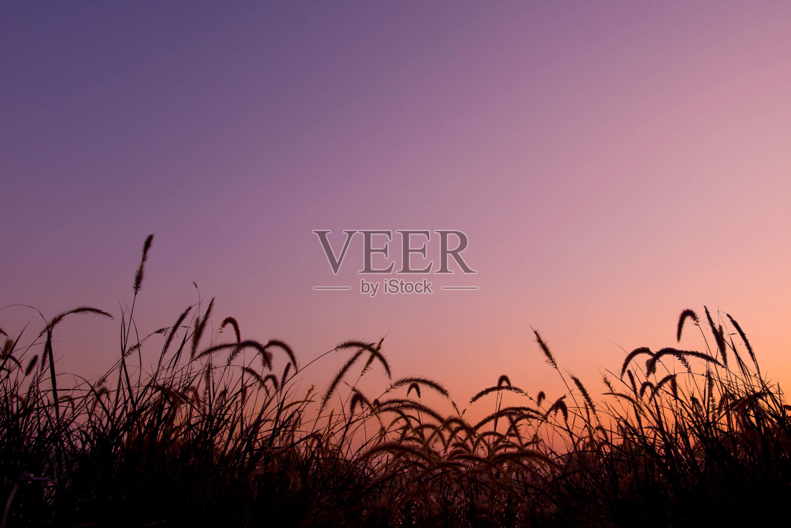 大自然中草花的剪影照片摄影图片