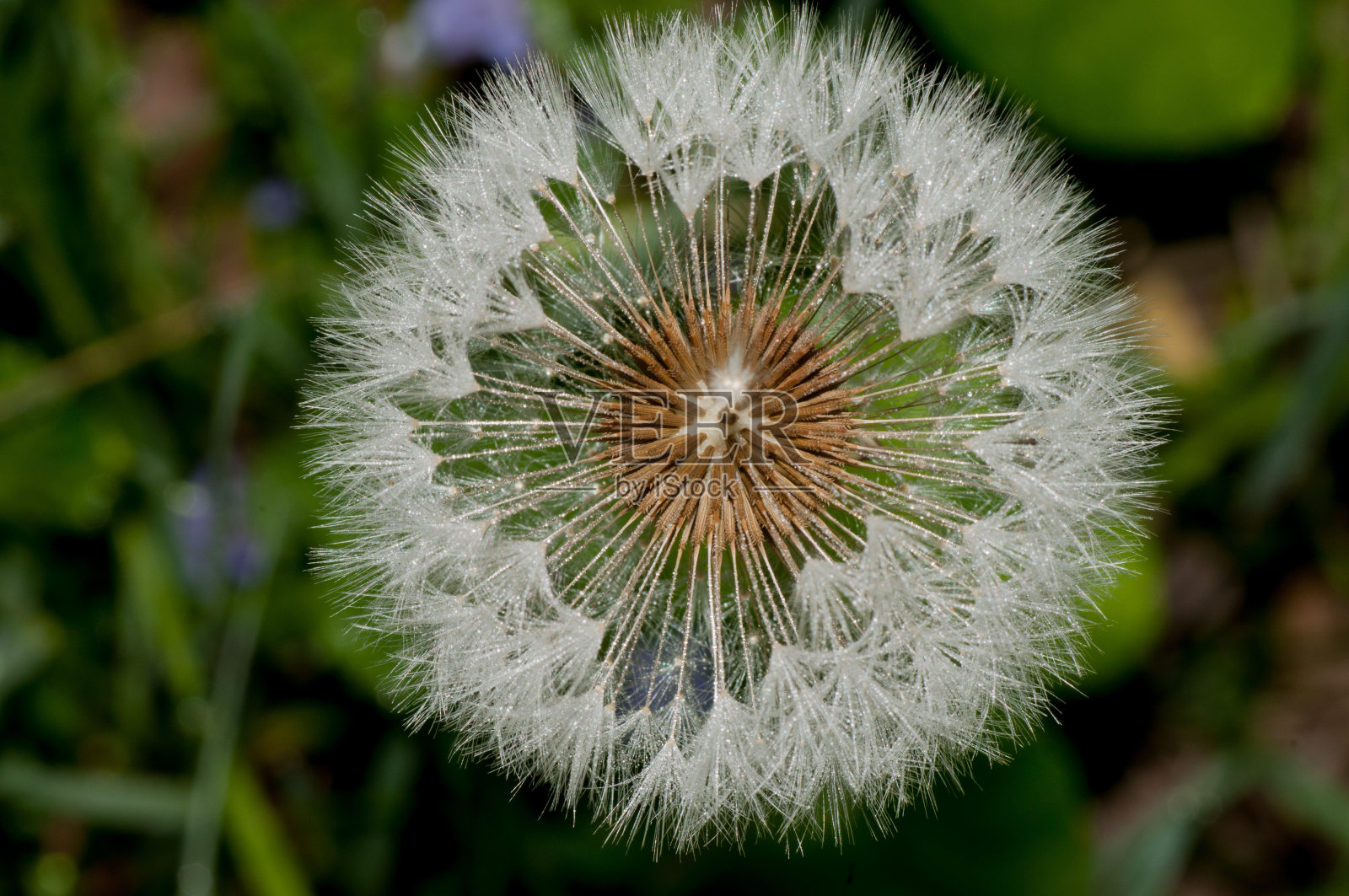蒲公英的种子照片摄影图片