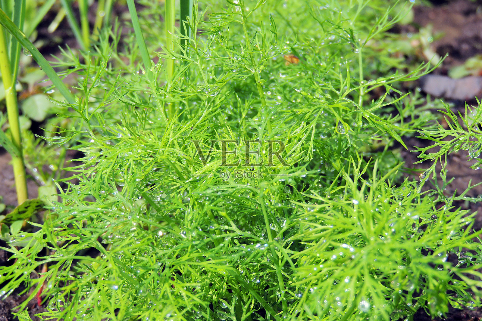 莳萝滴照片摄影图片