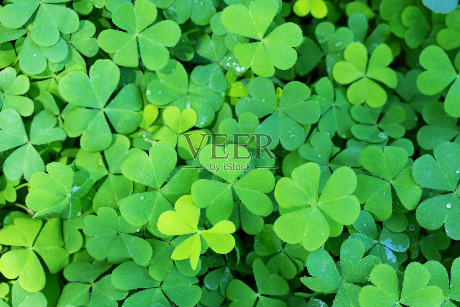 绿色三叶草与微水滴照片摄影图片