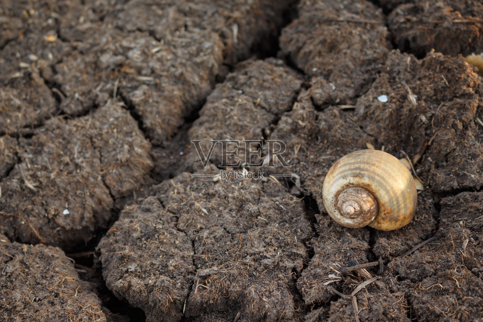 干枯的无生命的贝类照片摄影图片