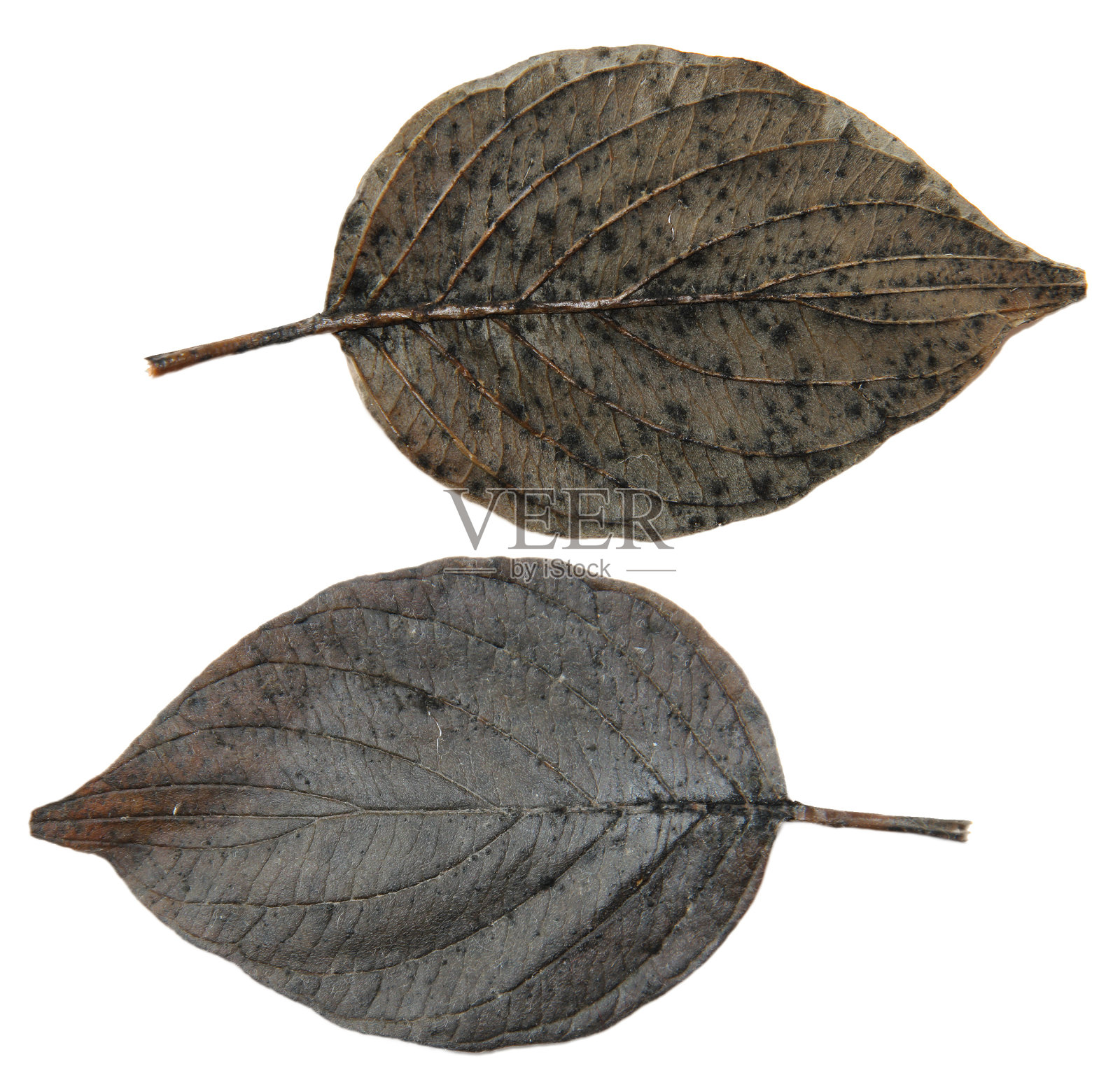 干叶白杨黑银树孤立叶上白色照片摄影图片