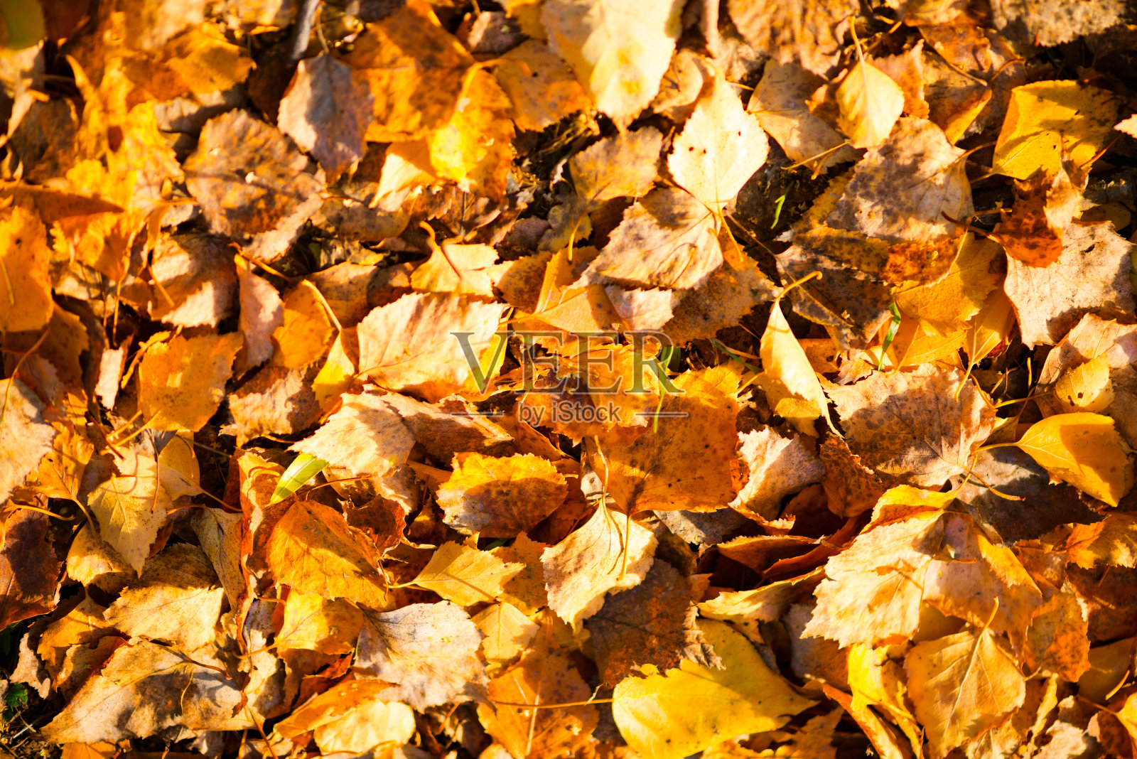 落叶落在草地上照片摄影图片