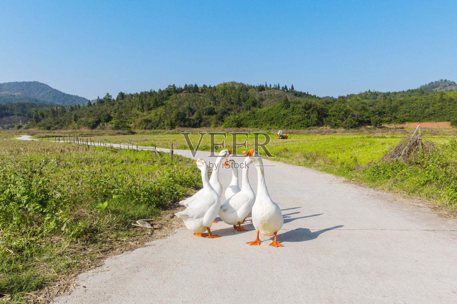 鹅照片摄影图片