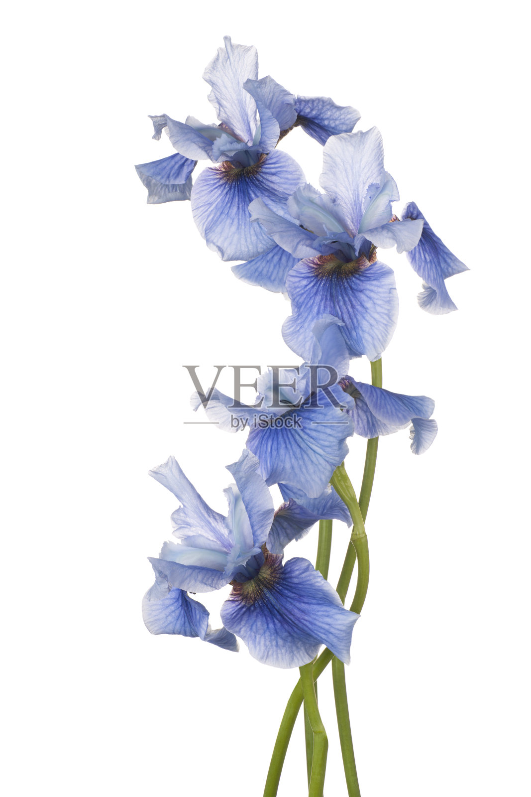 花孤立照片摄影图片