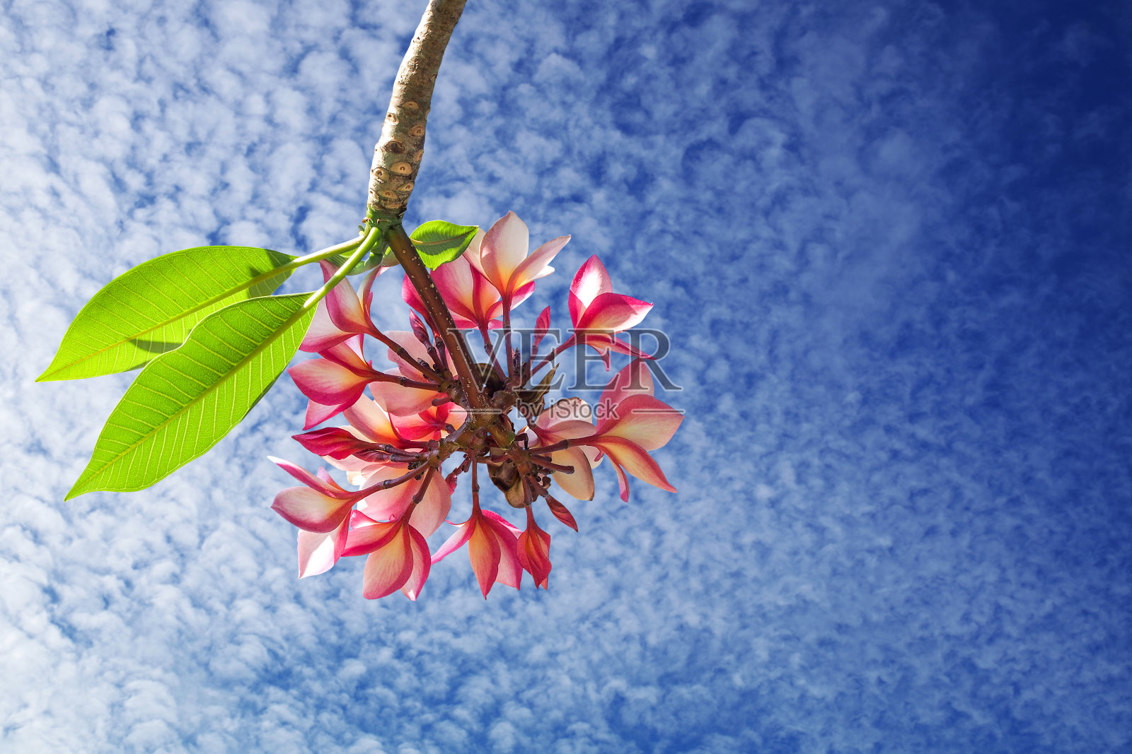 鸡蛋花或红色鸡蛋花的枝条，在阳光的照射下，带有绿色的叶子。照片摄影图片