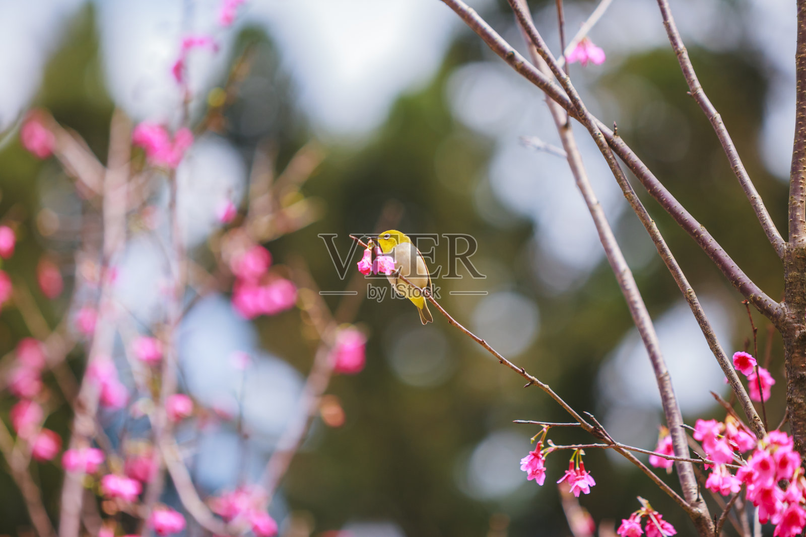 鸟日本白眼和樱花照片摄影图片