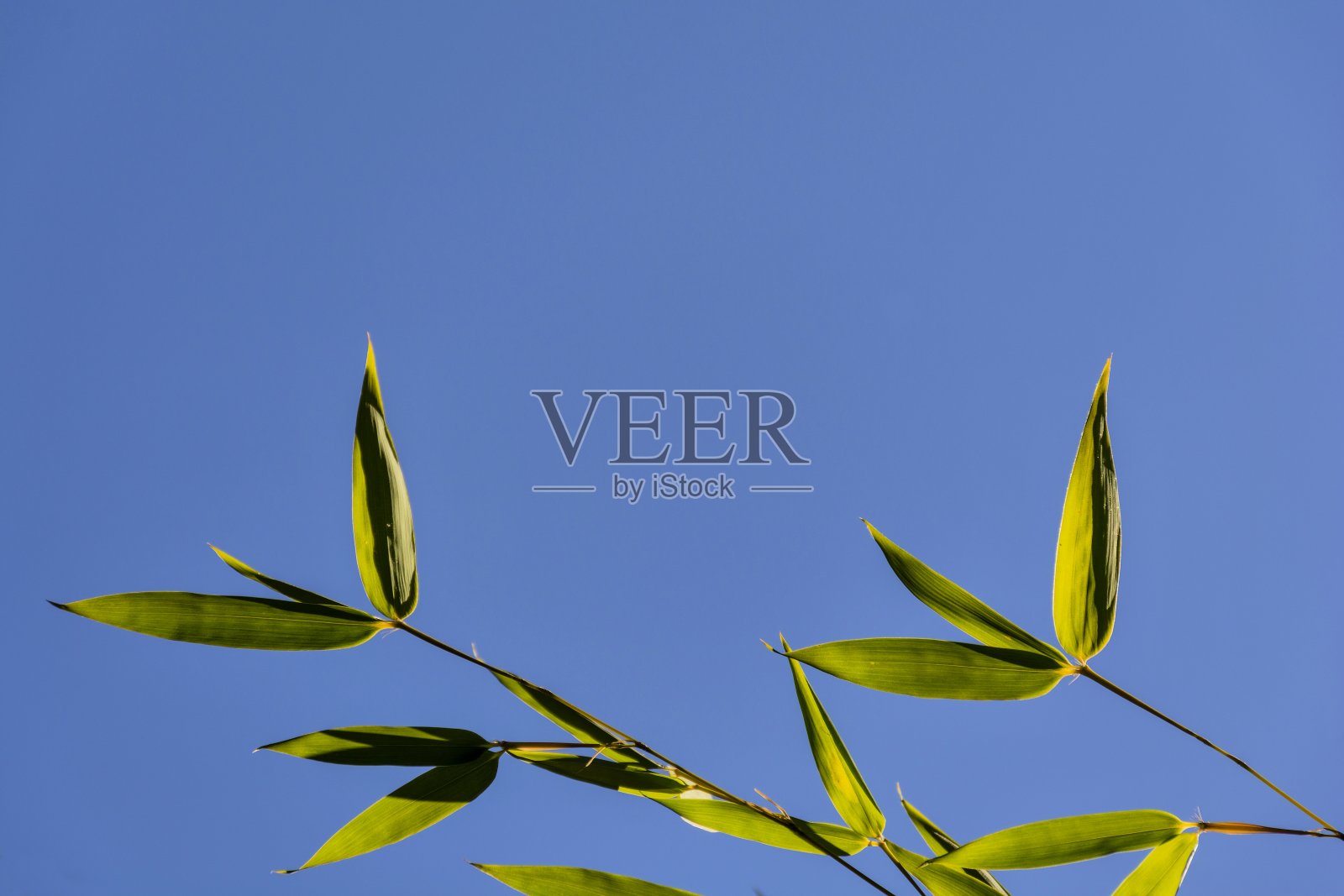 绿色明亮的竹子在蓝天的背景下照片摄影图片