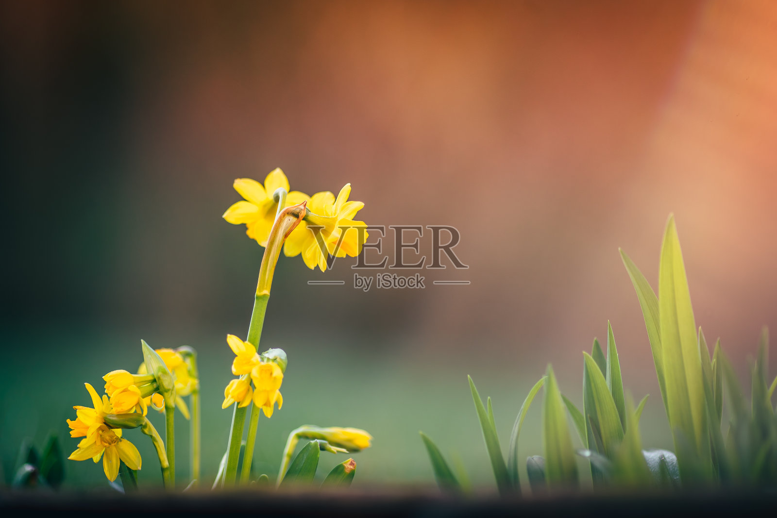 春天背景上的水仙和复活节彩蛋照片摄影图片