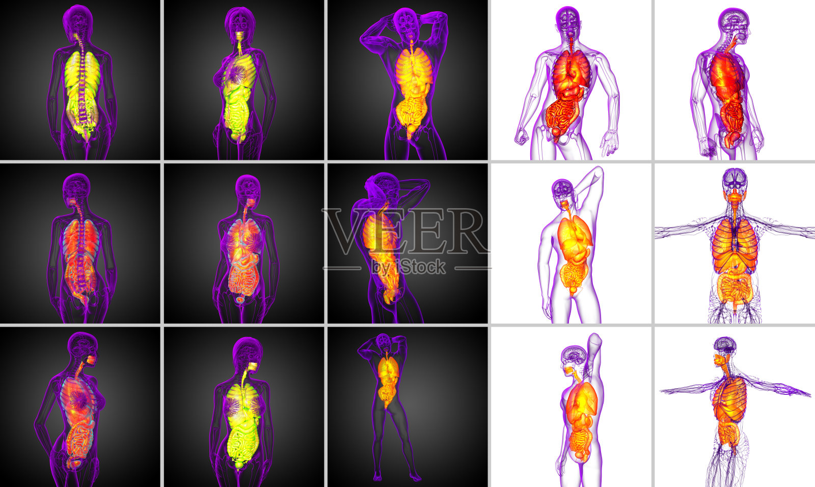 人体消化系统和呼吸系统的3d渲染医学插图照片摄影图片