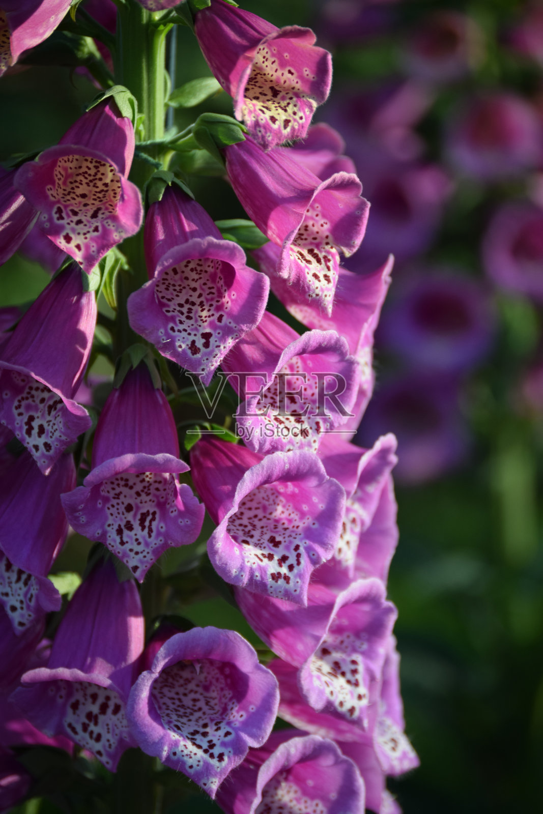 毛地黄的花照片摄影图片