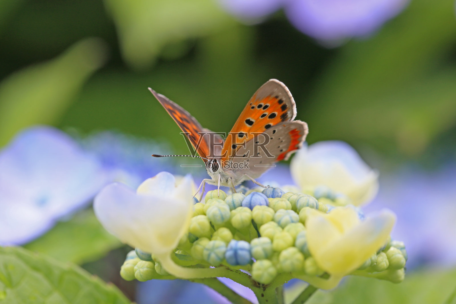绣球带小铜照片摄影图片