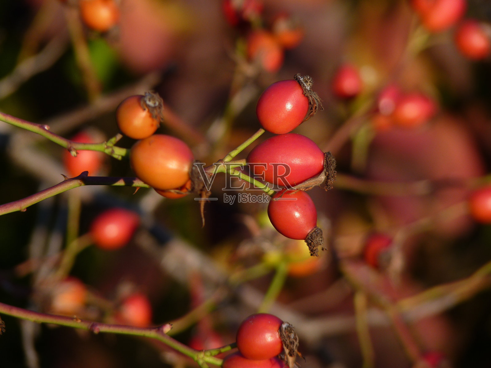 野生蔷薇果(蔷薇属)植物。大自然中的红色玫瑰。照片摄影图片