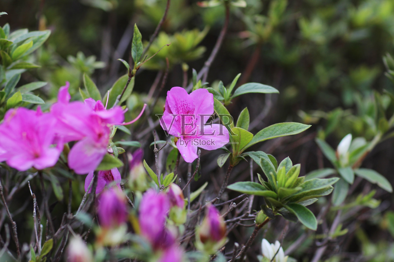 花园里美丽的杜鹃花照片摄影图片