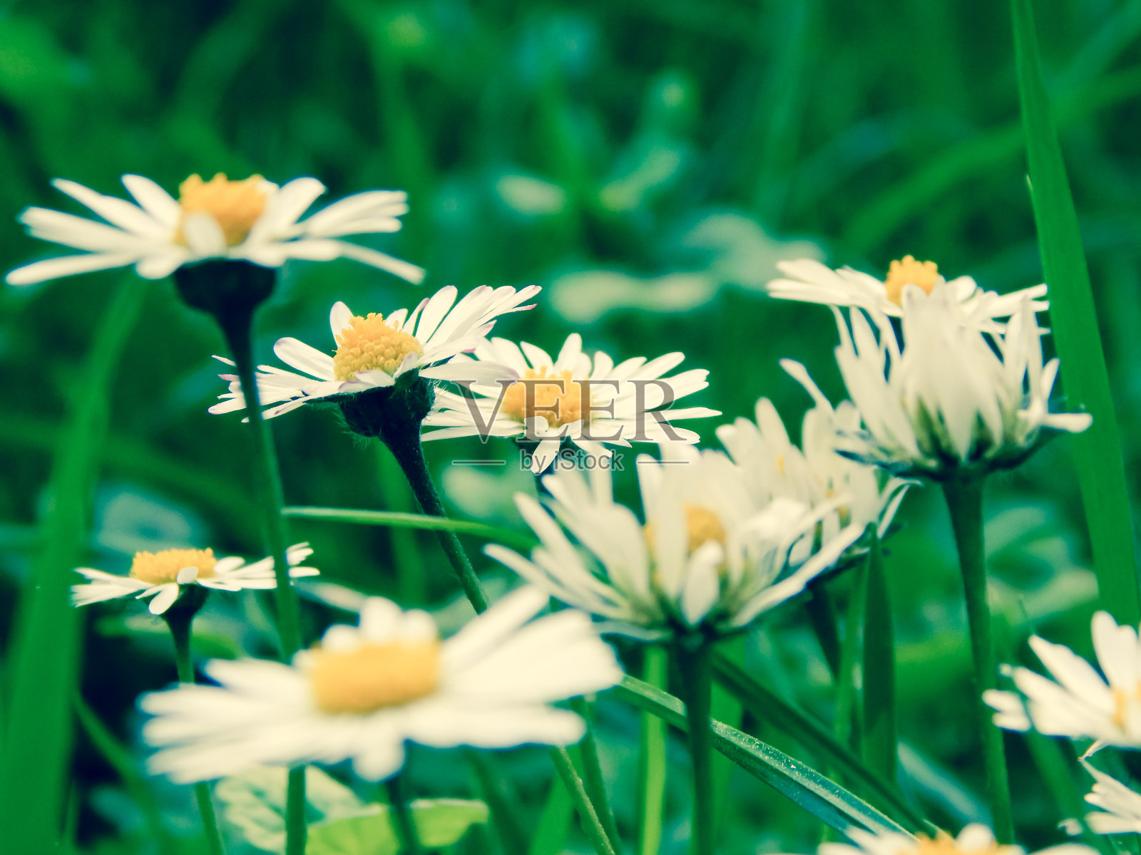 在绿色草地上的洋甘菊花照片摄影图片