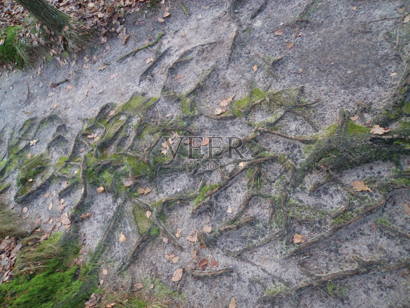树在路上生根照片摄影图片