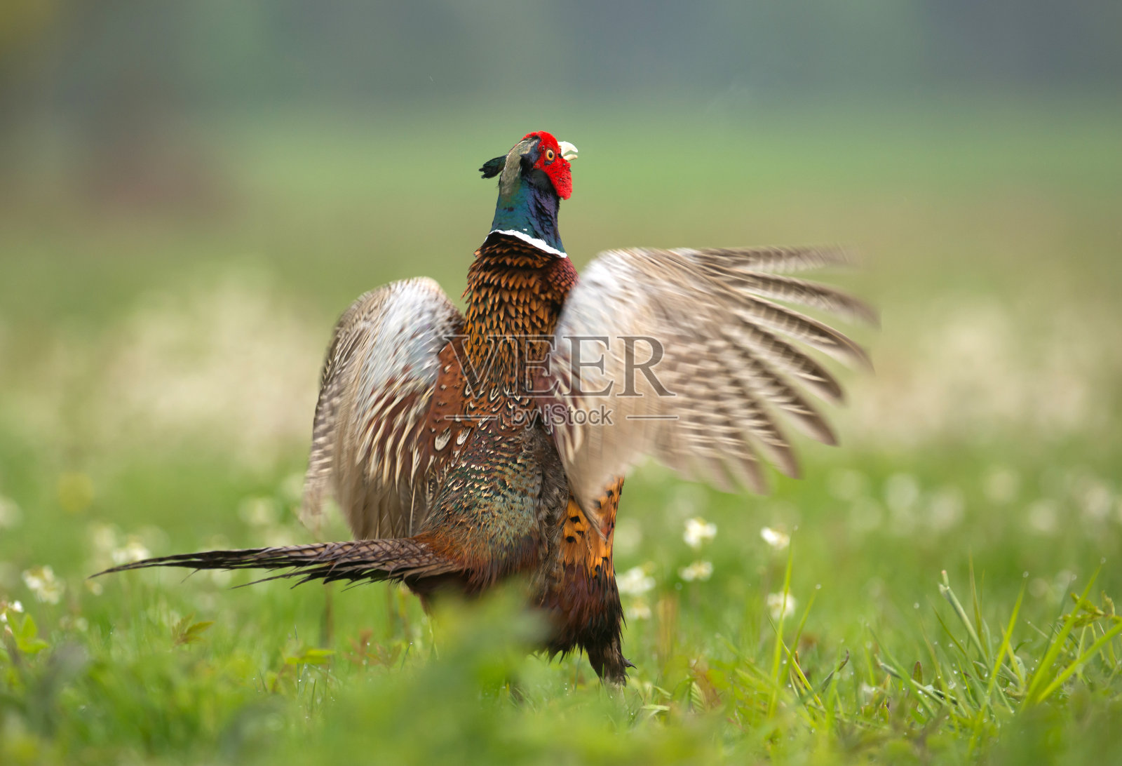 野鸡照片摄影图片