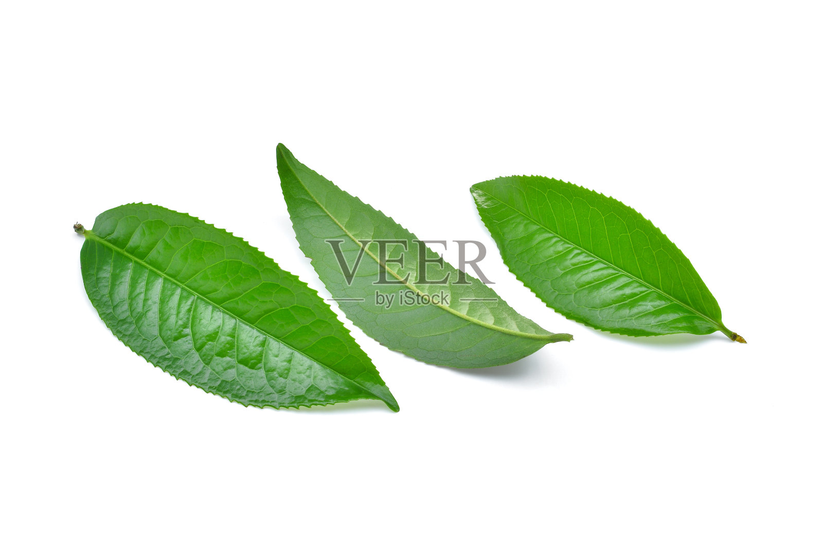 白色背景上孤立的绿茶叶子照片摄影图片