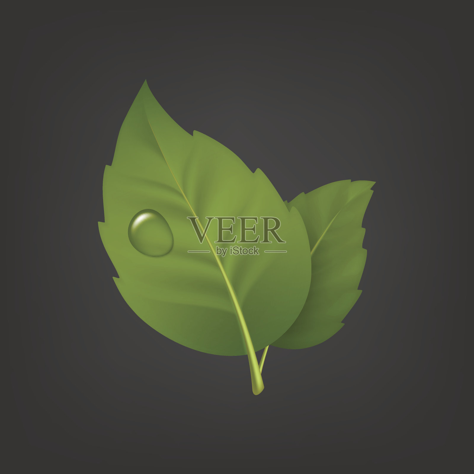 矢量背景与绿叶对和露珠。逼真的图标，EPS10中的设计模板设计元素图片