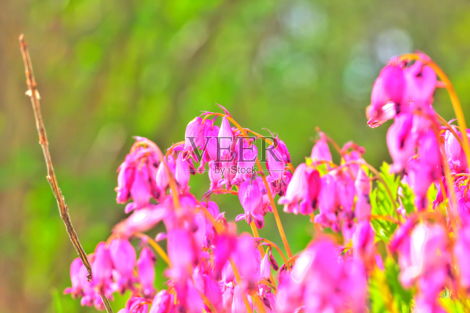荷色牡丹花朵。春天的花园。照片摄影图片