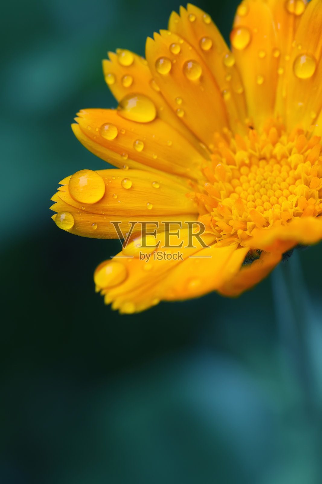 晨露中美丽的黄色雏菊照片摄影图片