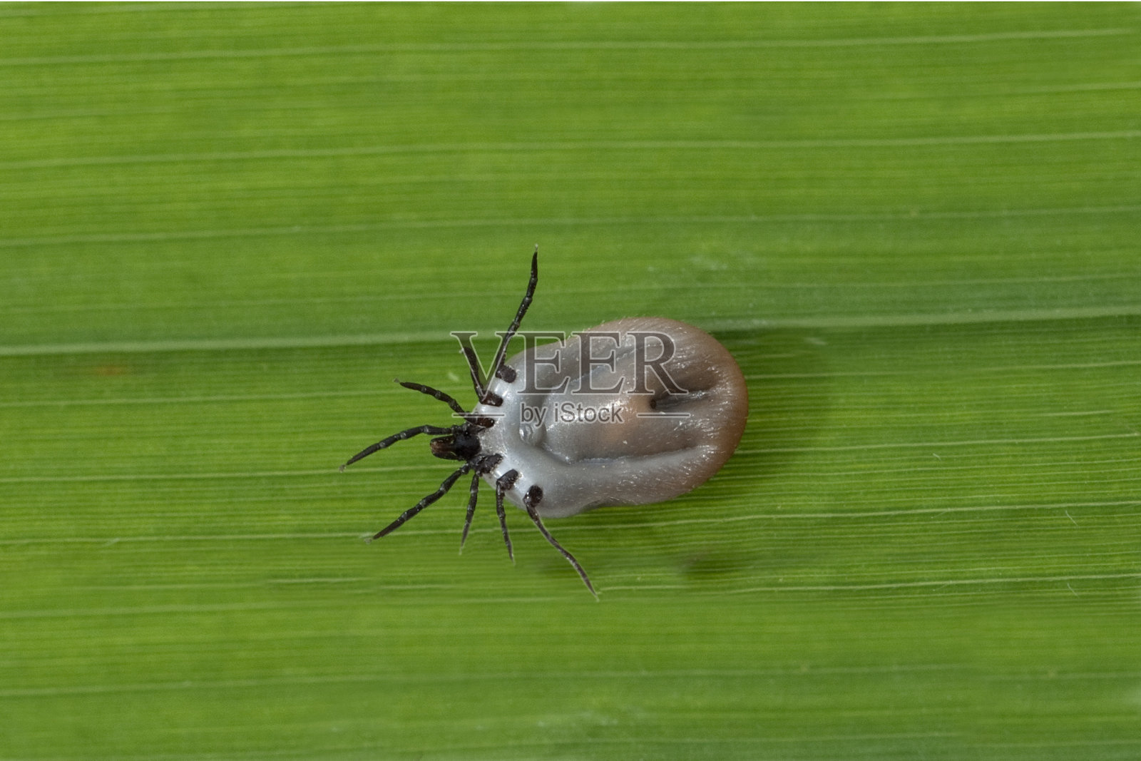 Ixodes;蓖麻,满血照片摄影图片