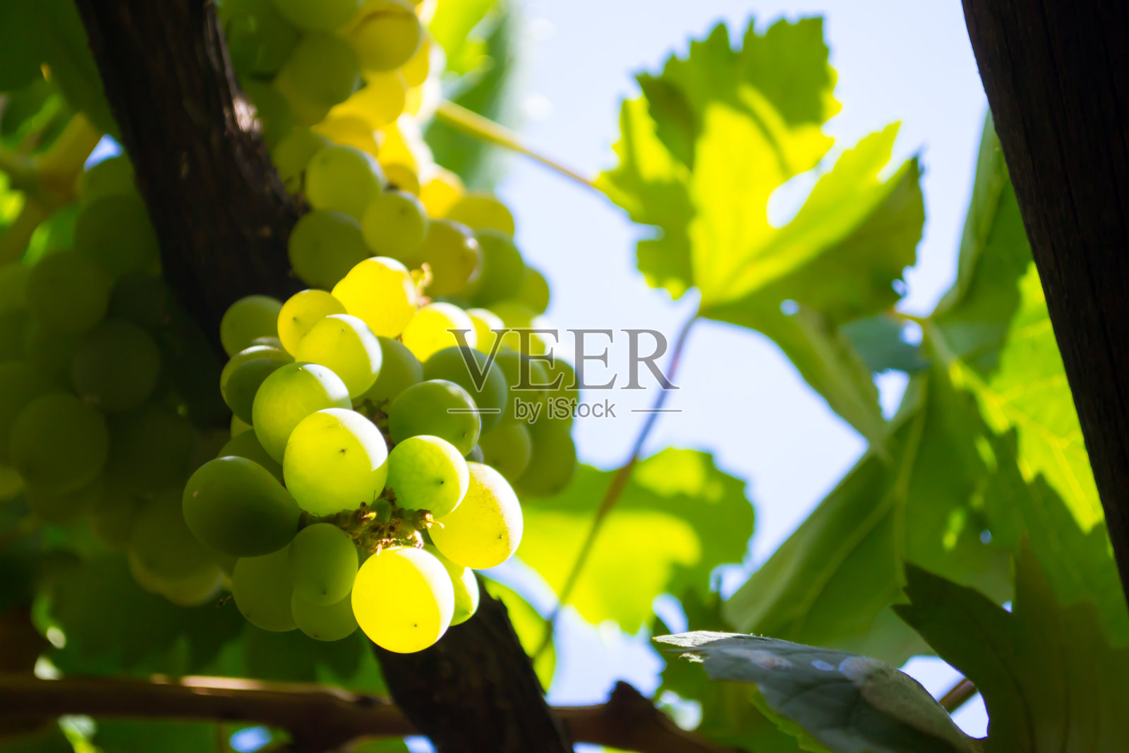 一串绿葡萄照片摄影图片