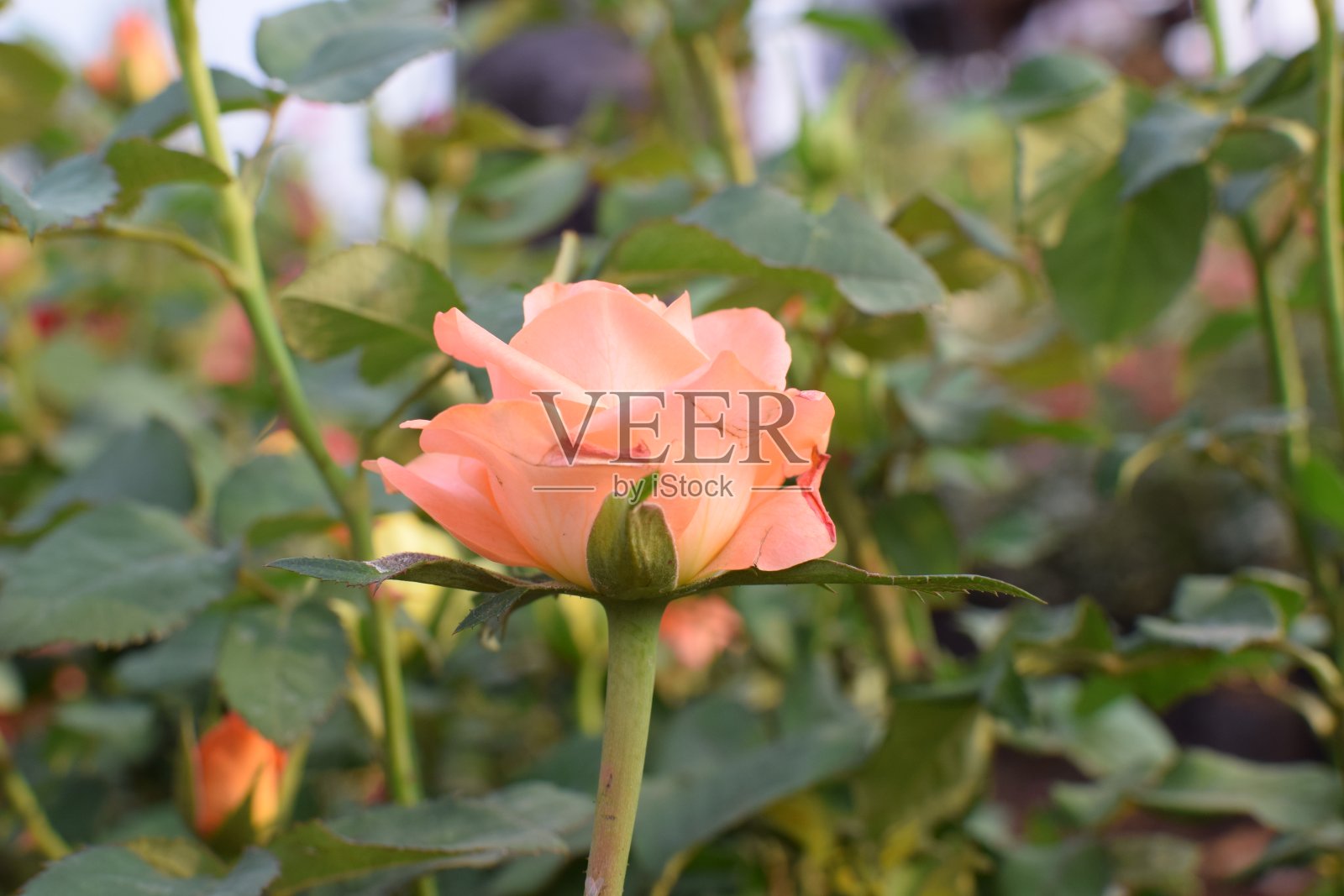 玫瑰花园-玫瑰的阴影!!照片摄影图片