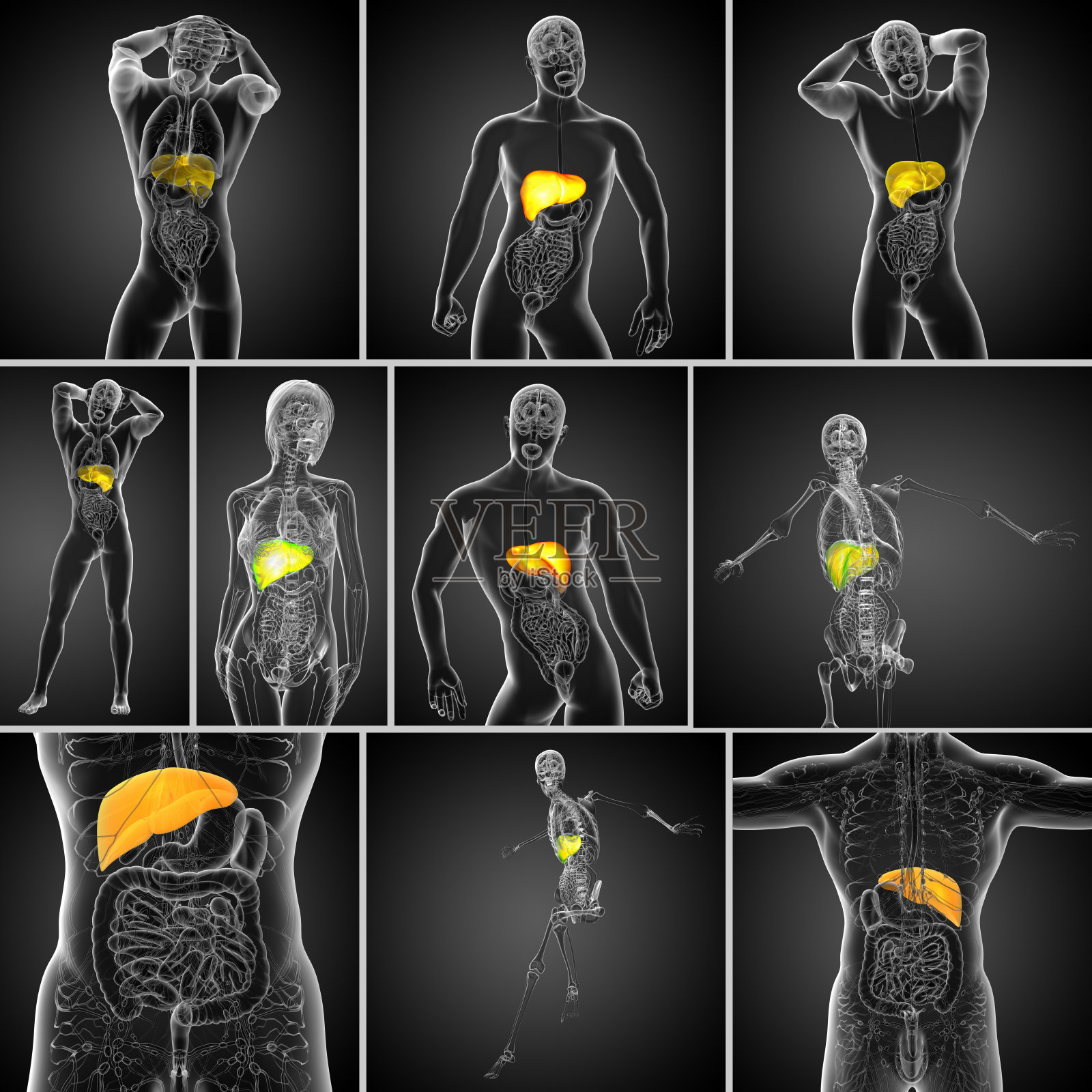 肝脏的3d渲染医学插图照片摄影图片