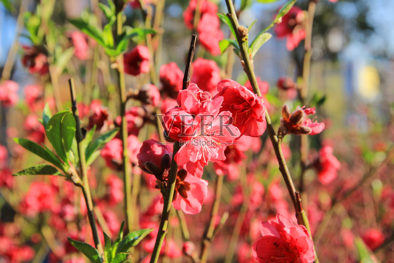 普鲁努斯·穆梅照片摄影图片