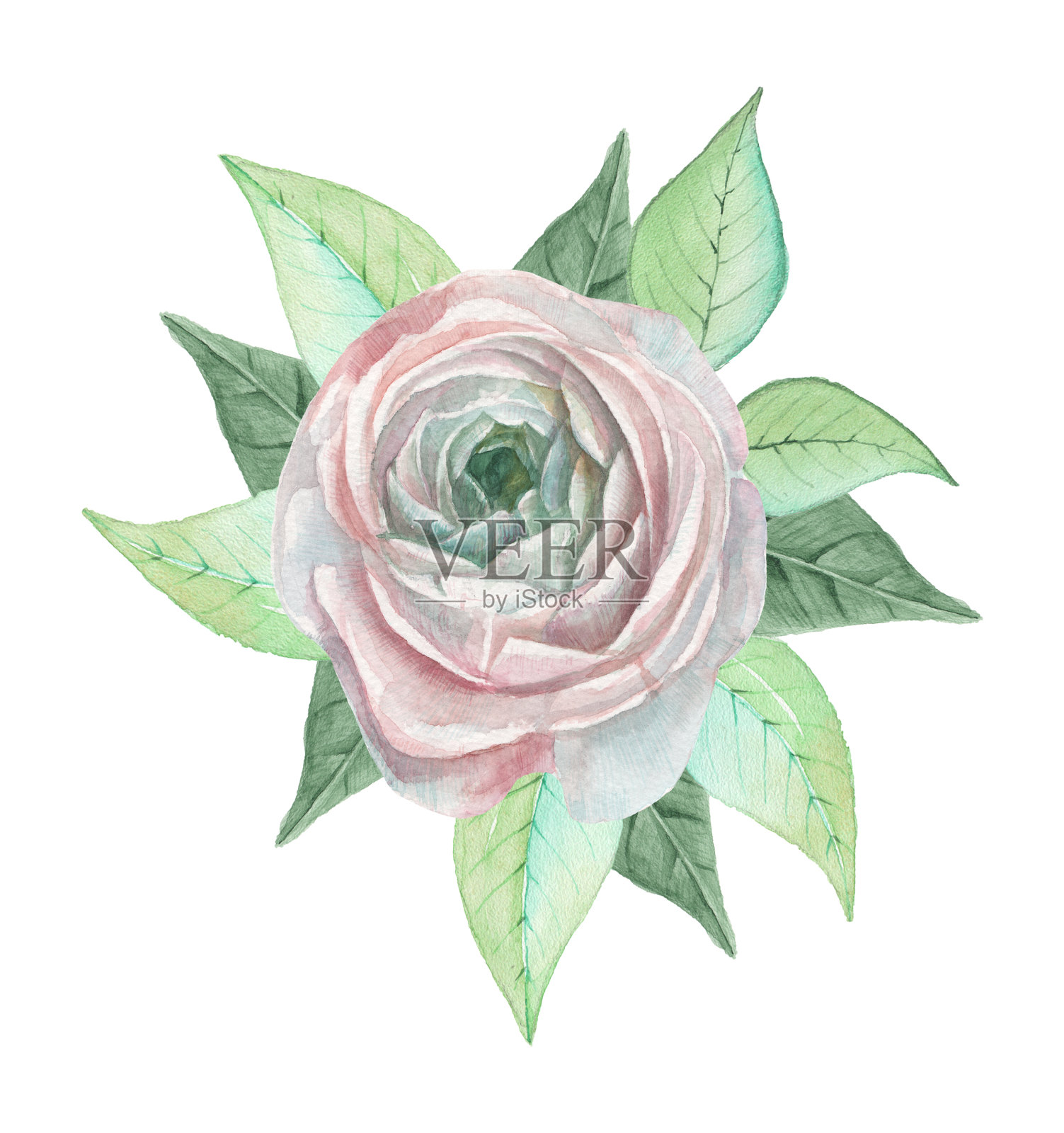 手绘水彩迷人的花和叶的组合，孤立在白色的背景插画图片素材