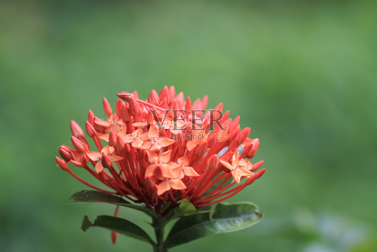 花园里美丽的花照片摄影图片