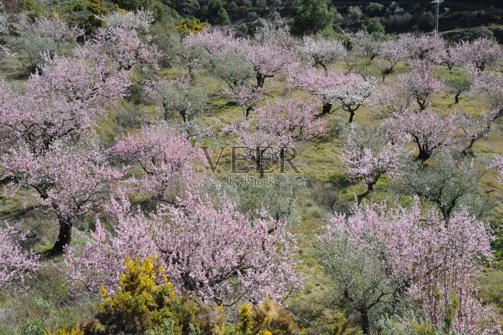 西班牙的杏花照片摄影图片