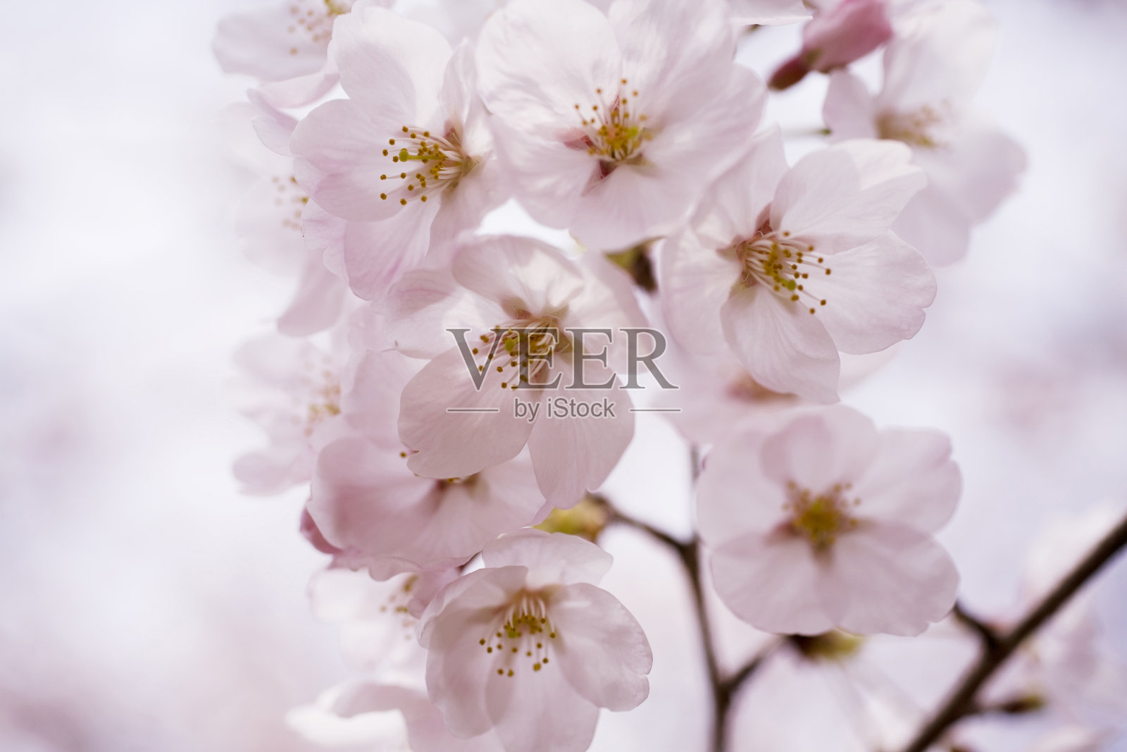 的樱花照片摄影图片