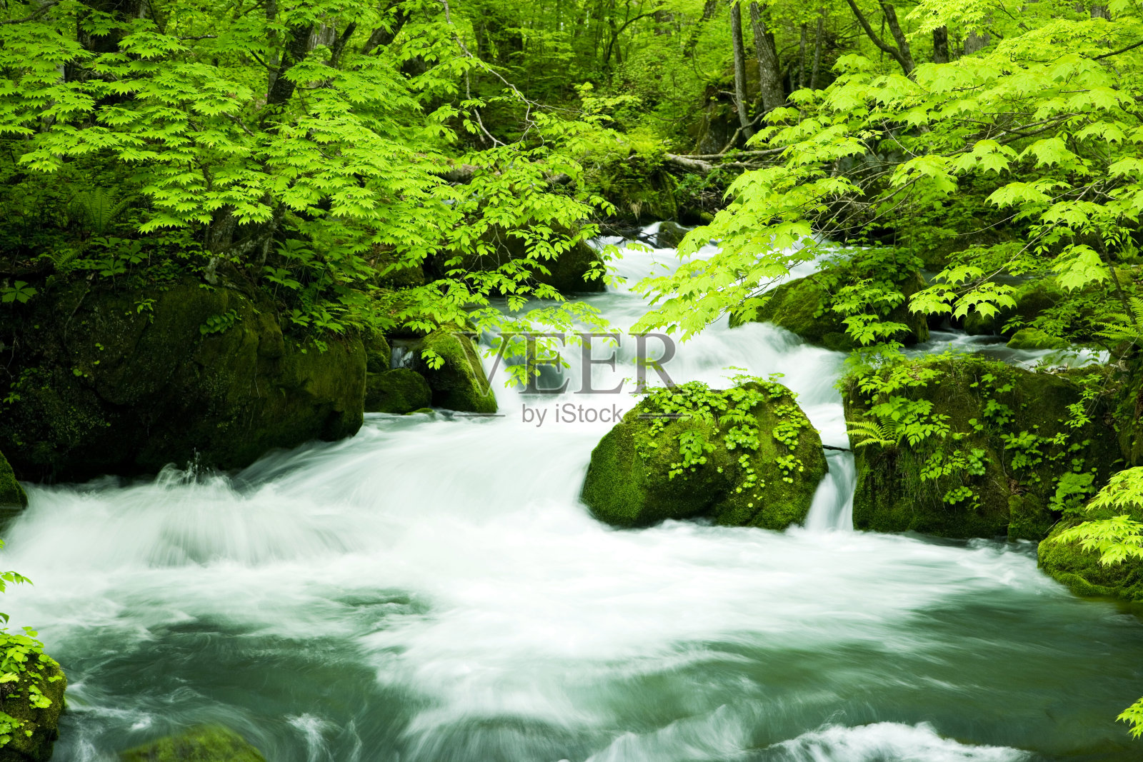 水濑溪流的新鲜绿色。照片摄影图片